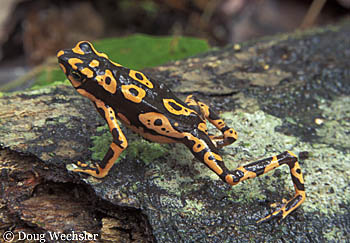 Atelopus toad s042-11.jpg - 58206 Bytes